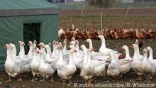 Vogelgrippe erfasst auch Massentierhaltung