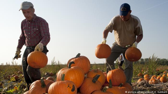 Урожай тыквы