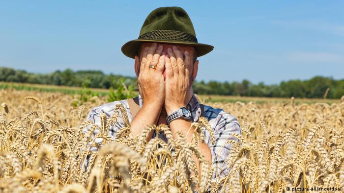 Пшеничное поле