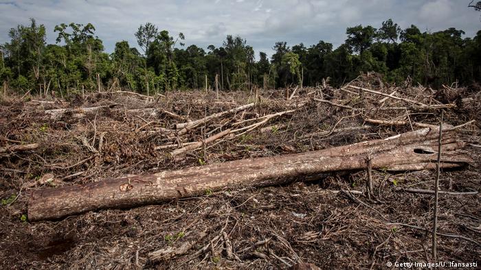 Recently cleared land for palm oil plantation in the habitat of Sumatran orangutan (Pongo abelii) in Indonesia