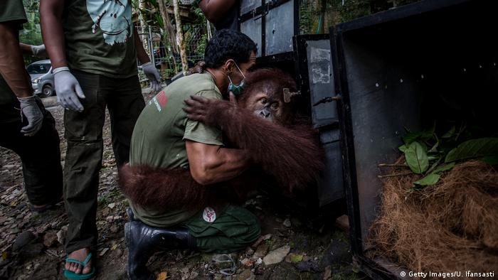 Indonesien Orang-Utans Bedrohung durch Waldrodung (Getty Images/U. Ifansasti)