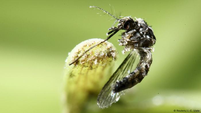 Genf WHO erklärt globalen Zika-Notstand für beendet (Reuters/J.-C. Ulate)
