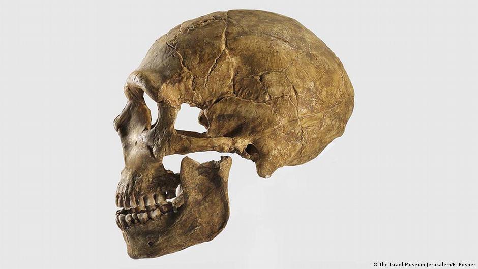 Wie Lange Gibt Es Den Homosapien