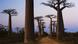 DW eco@africa - Madagascar's baobab trees DW eco@africa - Madagascar's baobab trees