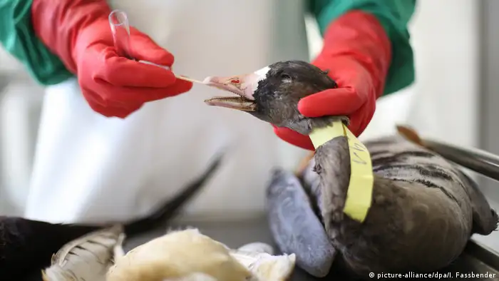 Deutschland Ausbruch der Vogelgrippe - Untersuchung in NRW