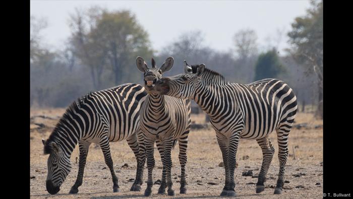 Drei Zebras stehen zusammen. Eins grast, eins lacht ganz breit und das dritte verteilt Kücsschen. (Foto: T. Bullivant)