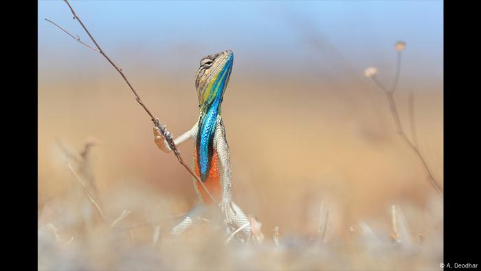 Eine Echse mit bunt-schillerndem Hals steht aufrecht mit einem Grasbüschel in den Händen. (Foto: A. Deodhar)