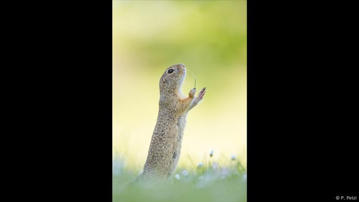 Ein Erdhörnchen hält eine Gänseblume in der Hand. Es sieht so aus, als würde es ein Orchester dirigieren. (Foto: P. Petzl)