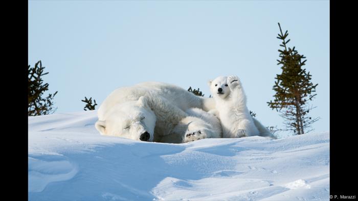 Ein Eisbärbaby sitzt neben seiner schlafenden Mutter und winkt. (Foto: P. Marazzi)