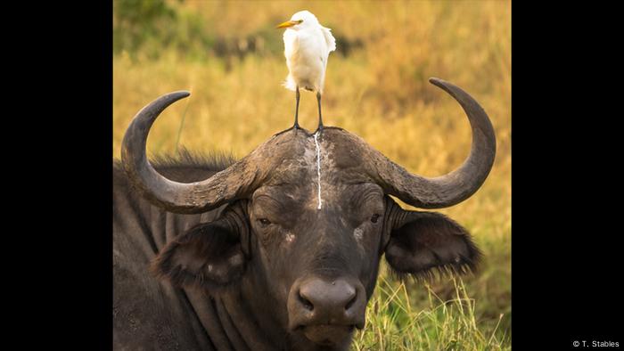 Bildergalerie Comedy Wildlife winners (T. Stables)