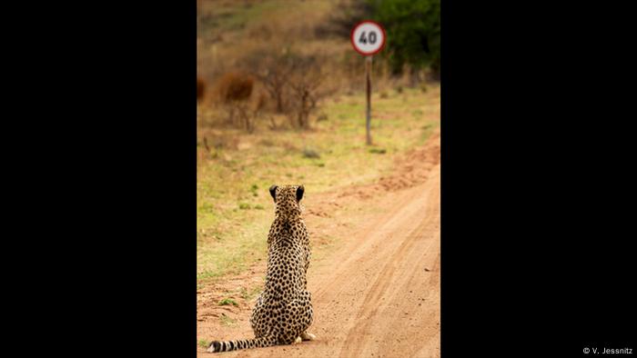 Ein Gepard sitzt vor einem Verkehrsschild, dass eine maximale Gewindigkeit von 40 Meilen pro Stunde vorgibt. (Foto: V. Jessnitz)