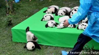 China Chengdu Panda Forschungsstation Pandazucht Unglück
