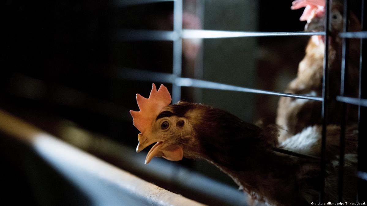 Bird flu spreading across Europe