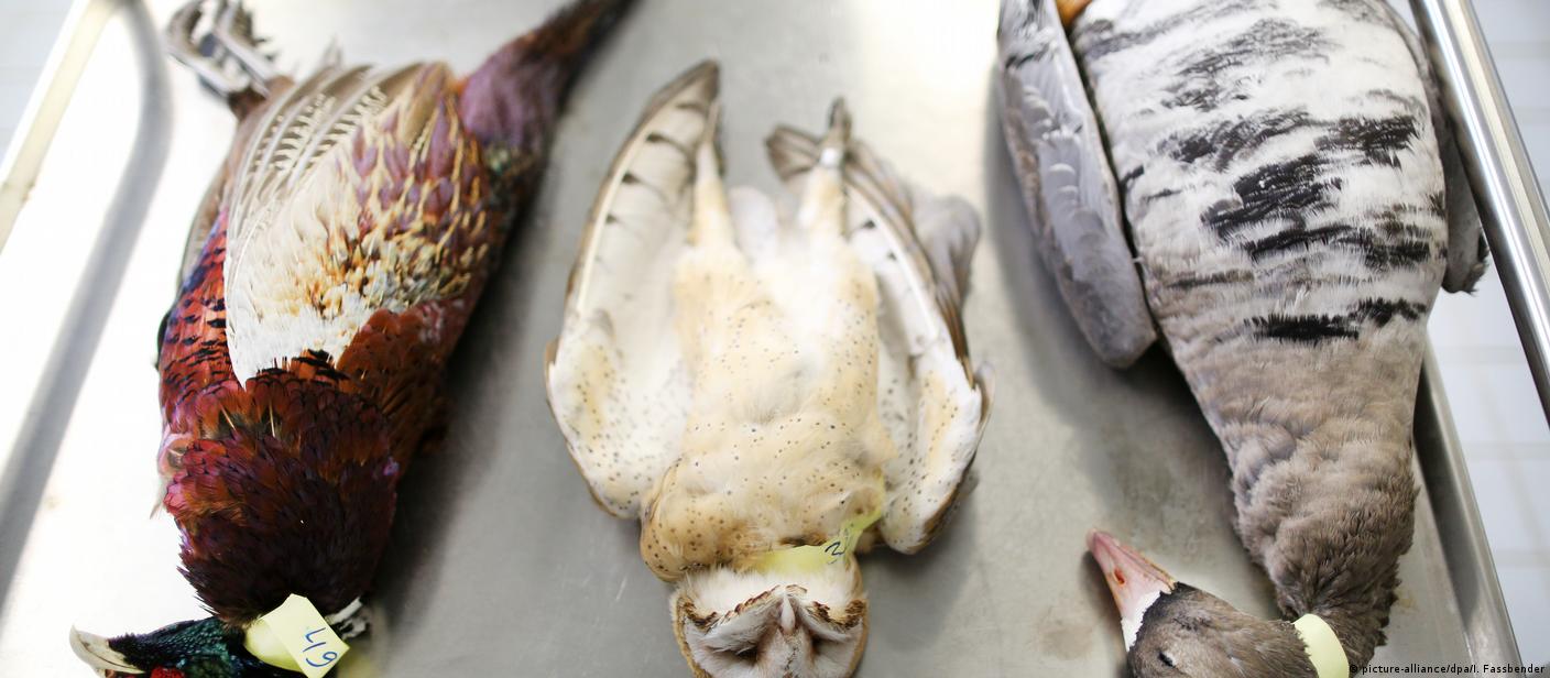 Bird Flu Symptoms In Wild Birds