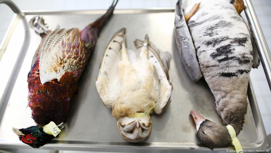 bird flu will continue to flare into 2017 environment all topics from climate change to conservation dw 03 01 2017