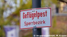 Erstmals Vogelgrippe in Sachsen-Anhalt