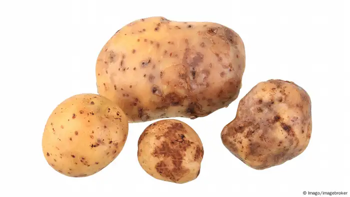Bonnotte-Kartoffeln