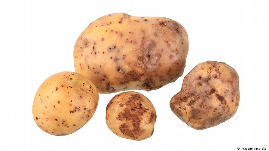 The world's most expensive potato DW 08/01/2017