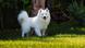 American Eskimo dog American Eskimo dog