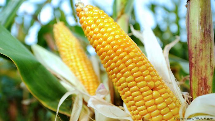 Corn on the cob (Getty Images/AFP/P. Huguen)