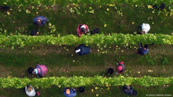 Drohnenbild England Weinernte 2016 (picture-alliance/empics)