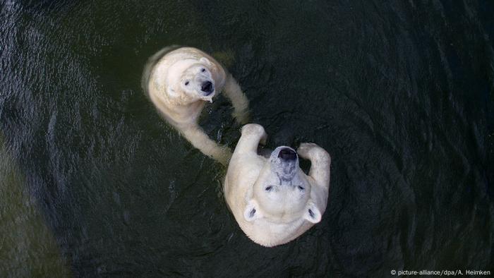 Drohnenbild Eisbären kühlen sich bei Hitze ab (picture-alliance/dpa/A. Heimken)