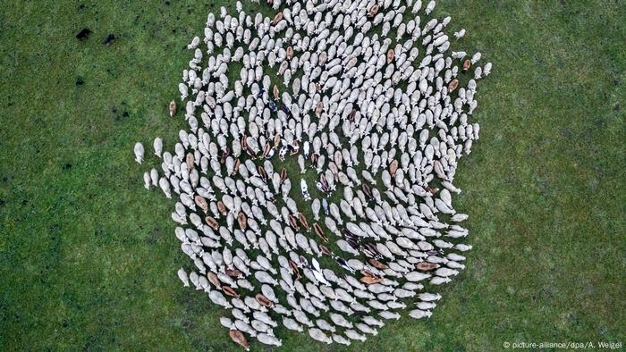 Drohne Schafherde in Niederbayern (picture-alliance/dpa/A. Weigel)