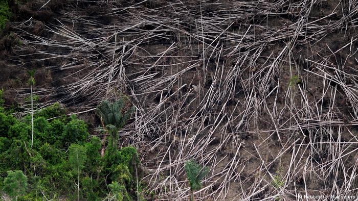 razil fights illegal logging (Reuters/U. Marcelino)