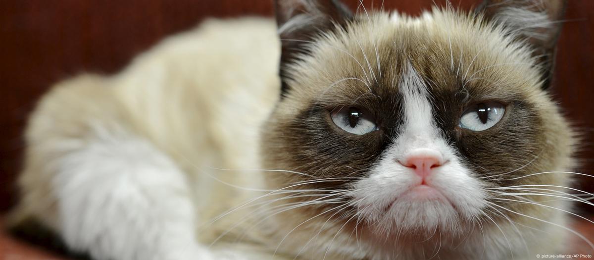 RIP Grumpy Cat: The Science Behind The Feline's Famous Frown