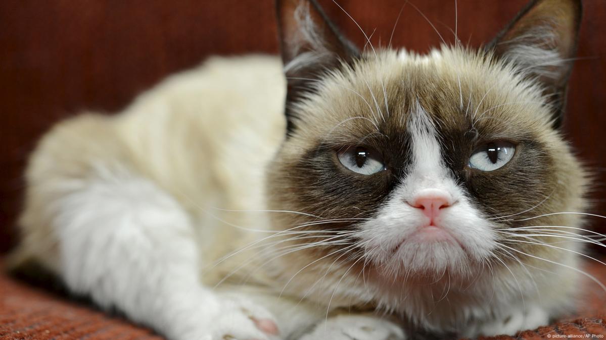 Grumpy Cat Dies Aged 7