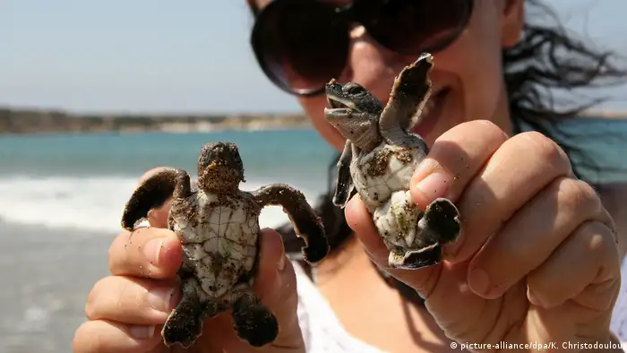 Zypern Naturschutzprojekt für Schildkröten (picture-alliance/dpa/K. Christodoulou)