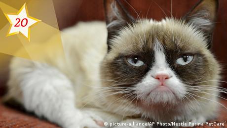 Grumpy cat (picture-alliance/AP Photo/Nestle Purina PetCare)