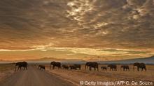 Afrika Kenia Elefanten Amboseli National Park (Getty Images/AFP C. De Souza)