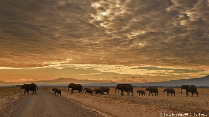 Elefantes del Parque Nacional de Amboseli, Kenia, África.
