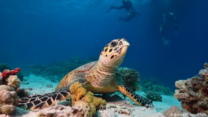 En Nicaragua se observa una importante reducción de la población de la tortuga de carey, la que históricamente ha sido cazada debido a su bella caparazón. Actualmente, el país impulsa iniciativas de protección y recuperación de esta tortuga marina, como el Proyecto Carey en la Reserva Natural Padre Ramos, en el Pacífico nicaragüense.