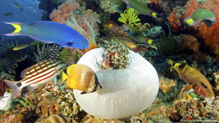 Los coloridos peces de arrecife nadan alrededor de un coral. 