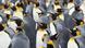 King Penguins King Penguins