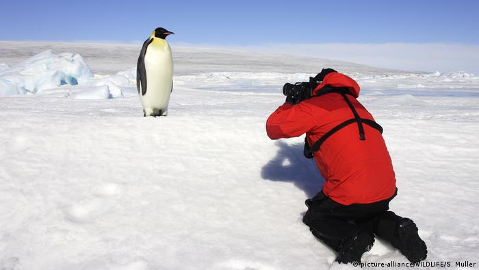 Un turista fotografía a un pingüino emperador en la Antártida.