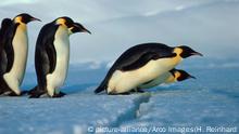 El pingüino emperador es incluido en lista de especies amenazadas por el calentamiento global