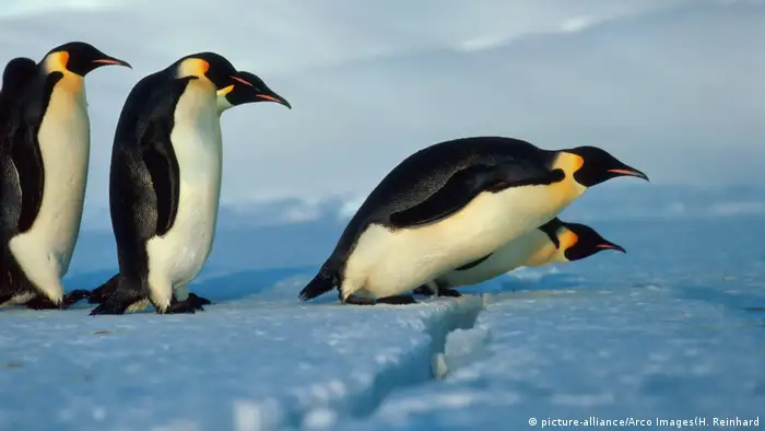 Emperor penguins. Photo credit: picture-alliance/Arco Images - H. Reinhard.