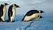 pingüinos emperadores sobre el hielo. pingüinos emperadores sobre el hielo.