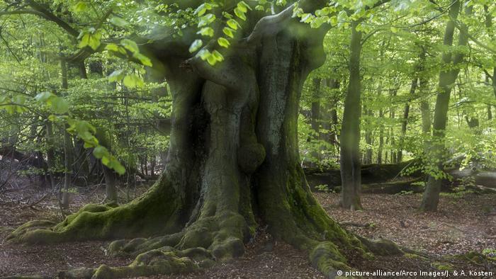 Eiche im Urwald Sababurg Quercus spec. (picture-alliance/Arco Images/J. & A. Kosten)