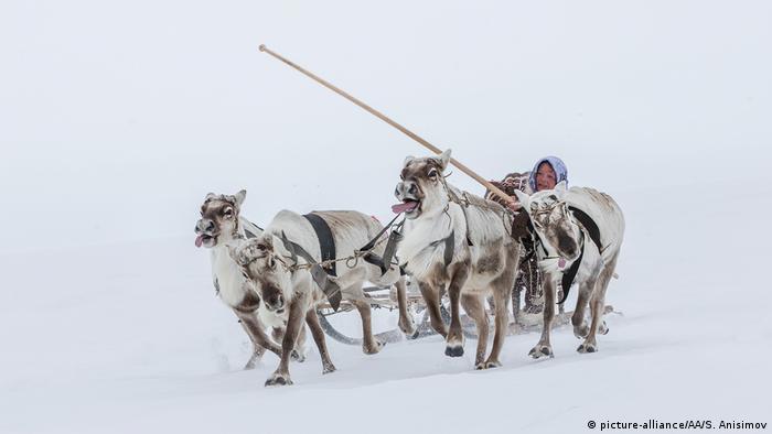Bildergalerie | Reindeer farming in Siberia (picture-alliance/AA/S. Anisimov)