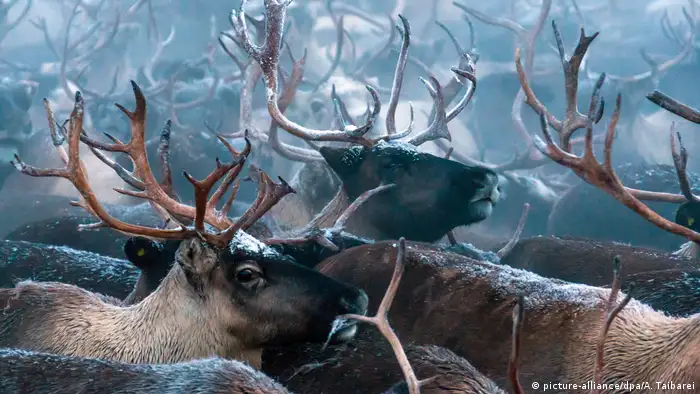 Bildergalerie | Reindeer farming in Siberia (picture-alliance/dpa/A. Taibarei)