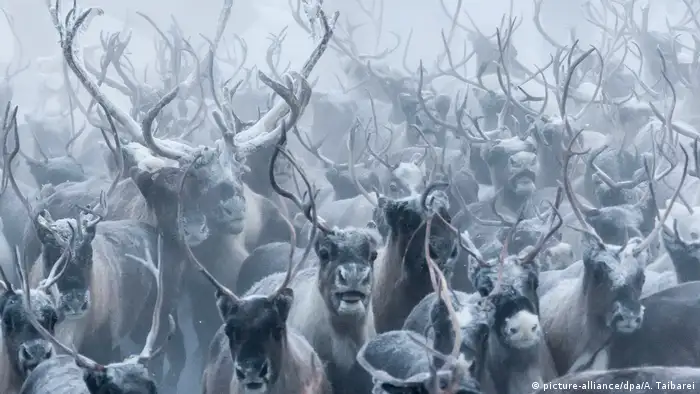 Bildergalerie | Reindeer farming in Siberia (picture-alliance/dpa/A. Taibarei)
