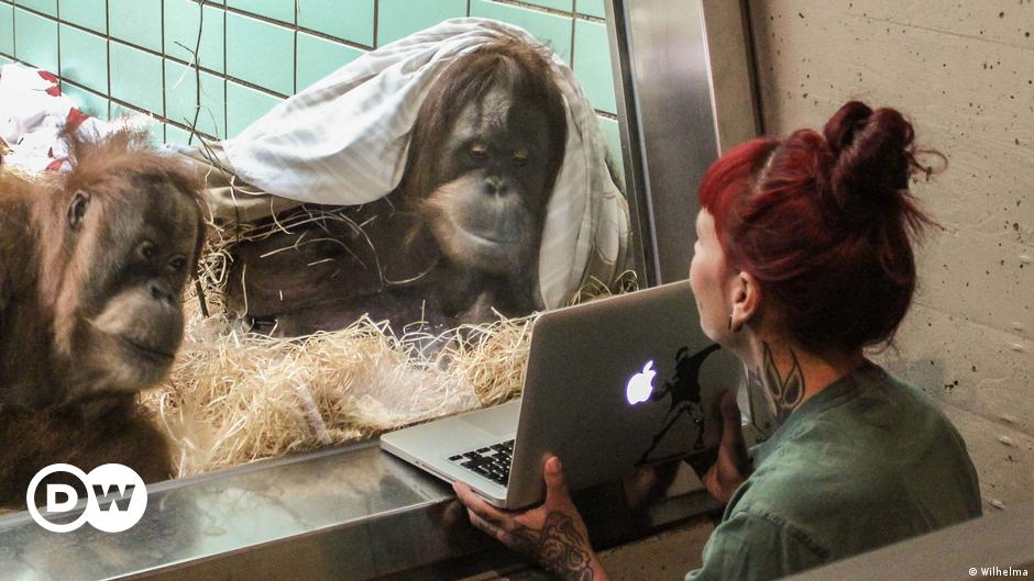 Orangutan at Germany's Allwetter Zoo cleans the windows