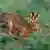 Un conejo corriendo.