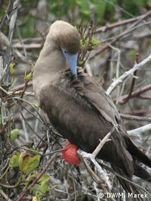 Galapagos red-footed booby