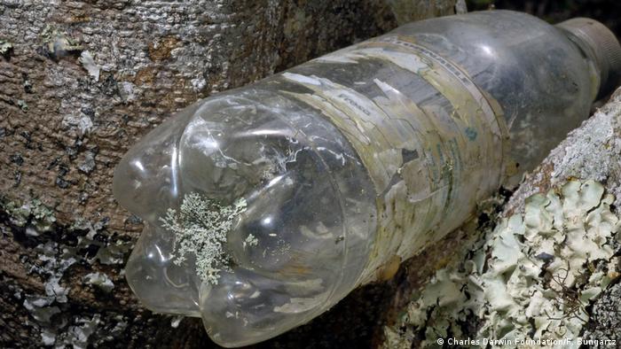 Plastic bottle with a lichen on it in Ecuador (Charles Darwin Foundation/F. Bungartz)