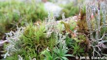 Flechte der Gattung Cladonia wächst zwischen Moos und Gras (Brodenbachtal, Deutschland)